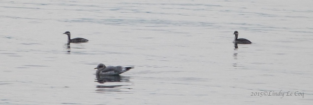 Pacific Loons with their escort, a Herring Gull