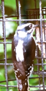 Young, female Downy Woodpecker