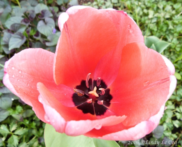 inviting tulip